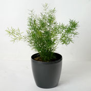 Asparagus Fern Sprengeri + Anthracite Cachepot